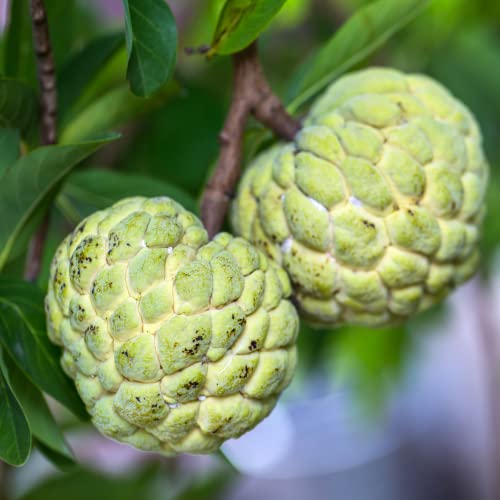 Annona Squamosa Sugar Apple Tree Live Plant - Asian Sugar Apple Fruit 9-14 Inc Height (Mãng Cầu Dai)