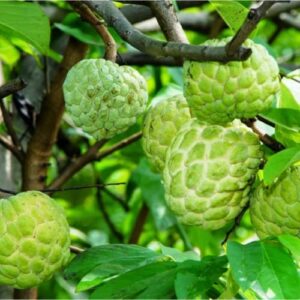 Annona Squamosa Sugar Apple Tree Live Plant - Asian Sugar Apple Fruit 9-14 Inc Height (Mãng Cầu Dai)