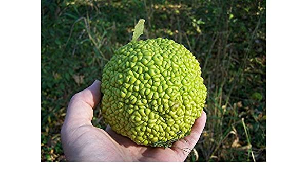 10 Hedge Apple Osage Orange Horse Apple Monkey Ball Maclura Pomifera Tree Seeds