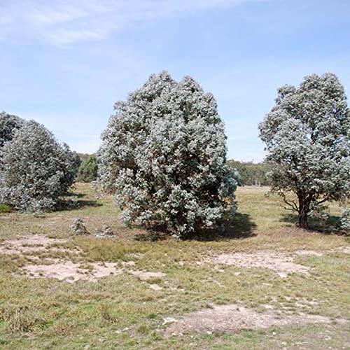 QAUZUY GARDEN 25 Seeds Eucalyptus Cinerea Argyle Apple Mealy Stringbark  Silver Dollar Tree Seeds for Planting-Easy to Grow & Maintain