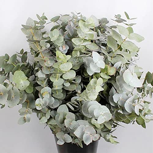 QAUZUY GARDEN 25 Seeds Eucalyptus Cinerea Argyle Apple Mealy Stringbark  Silver Dollar Tree Seeds for Planting-Easy to Grow & Maintain