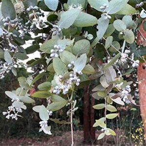 QAUZUY GARDEN 25 Seeds Eucalyptus Cinerea Argyle Apple Mealy Stringbark  Silver Dollar Tree Seeds for Planting-Easy to Grow & Maintain