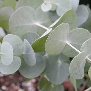 QAUZUY GARDEN 25 Seeds Eucalyptus Cinerea Argyle Apple Mealy Stringbark  Silver Dollar Tree Seeds for Planting-Easy to Grow & Maintain