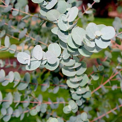 QAUZUY GARDEN 25 Seeds Eucalyptus Cinerea Argyle Apple Mealy Stringbark  Silver Dollar Tree Seeds for Planting-Easy to Grow & Maintain