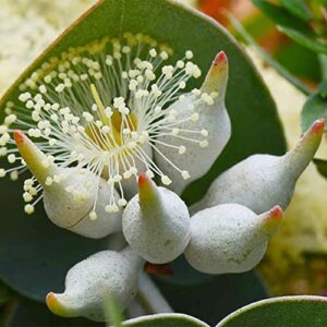 QAUZUY GARDEN 25 Seeds Eucalyptus Cinerea Argyle Apple Mealy Stringbark  Silver Dollar Tree Seeds for Planting-Easy to Grow & Maintain