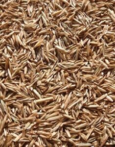 annual ryegrass seeds for planting - premium quality rye grass (1 pound)