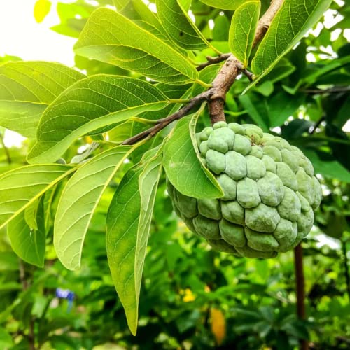 Annona Squamosa Sugar Apple Tree Live Plant 8" Tall - Sugar Apple Fruit Tree for Planting - Sugar Apple Plant (Na Dai)