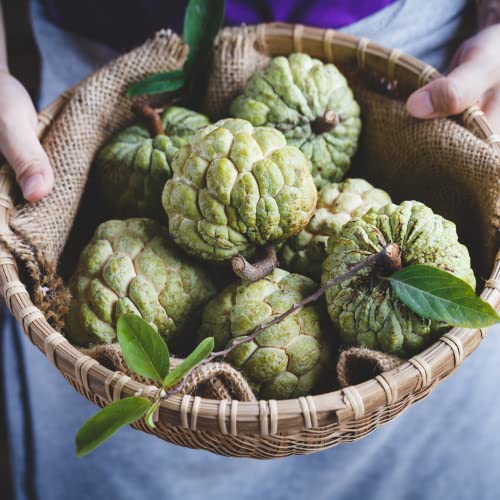 Annona Squamosa Sugar Apple Tree Live Plant 8" Tall - Sugar Apple Fruit Tree for Planting - Sugar Apple Plant (Na Dai)