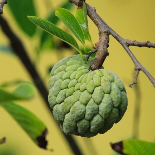 Annona Squamosa Sugar Apple Tree Live Plant 8 Inc Tall, Sweet Sugar Apple Fruit Tree Na Dai, Sugar Apple Plant