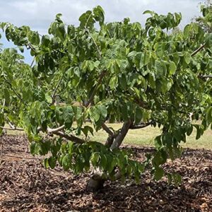 CHUXAY GARDEN Atemoya,Custard Apple Tree 10 Seeds Sweet Fruit Green Health Organic Naturally Occurring Hybrid Tree Great Gardening Gifts