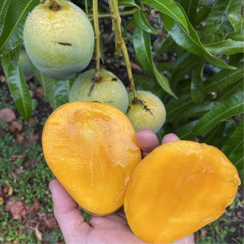 Mango Fruit Tree Seeds for Planting, Sweet Flavor