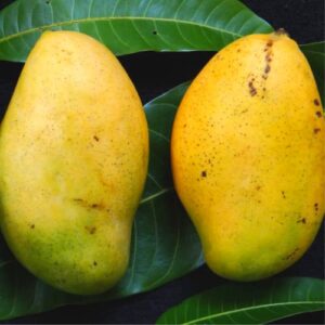 Mango Fruit Tree Seeds for Planting, Sweet Flavor