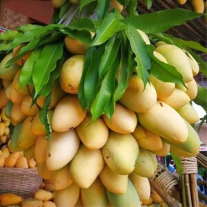 Mango Fruit Tree Seeds for Planting, Sweet Flavor