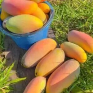 Mango Fruit Tree Seeds for Planting, Sweet Flavor