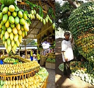 Mango Fruit Tree Seeds for Planting, Sweet Flavor