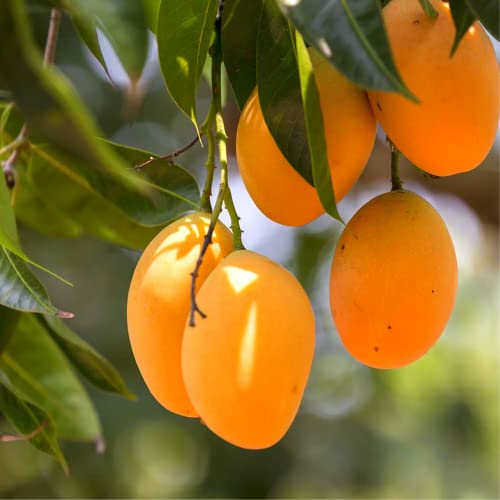 Mango Fruit Tree Seeds for Planting, Sweet Flavor