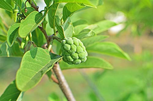 Annona Squamosa Sugar Apple Tree Live Plant Live Sugar Apple Fruits Plant 20 Inc Height for Planting