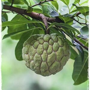 Annona Squamosa Sugar Apple Tree Live Plant Live Sugar Apple Fruits Plant 20 Inc Height for Planting