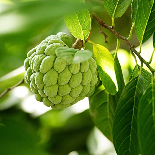 Annona Squamosa Sugar Apple Tree Live Plant Live Sugar Apple Fruits Plant 20 Inc Height for Planting