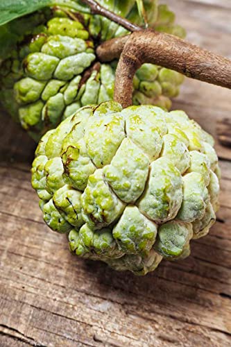 Annona Squamosa Sugar Apple Tree Live Plant Live Sugar Apple Fruits Plant 20 Inc Height for Planting