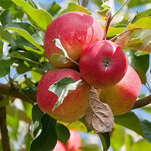 QAUZUY GARDEN 10 Dwarf Apple Seeds (Malus domestica) - Miniature Gala Apple Tree - Organic Apple Fruit Tree Seeds - Fruits Survival Gear Food Seeds