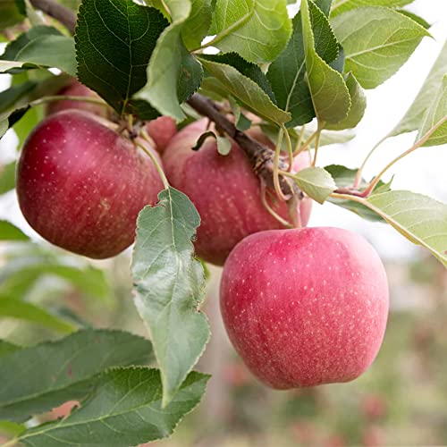 QAUZUY GARDEN 10 Dwarf Apple Seeds (Malus domestica) - Miniature Gala Apple Tree - Organic Apple Fruit Tree Seeds - Fruits Survival Gear Food Seeds