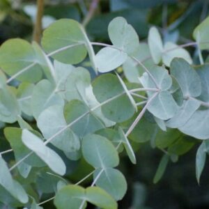 eucalyptus cinerea seeds silver dollar eucalyptus distinctive round, silvery-blue leaves fast-growing drought-tolerant adds unique and attractive element to gardens landscapes 25pcs by yegaol garden