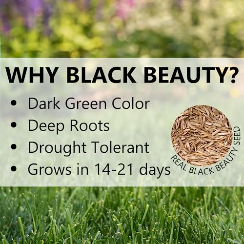 Jonathan Green (10700) Black Beauty Golden State California Grass Seed (Made for California) - Cool Season Lawn Seed (3 lb)