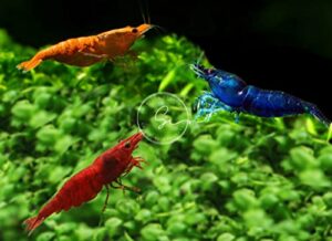 swimming creatures family of 12 mixed color live freshwater shrimp for aquarium or fish tank. live arrival guarantee