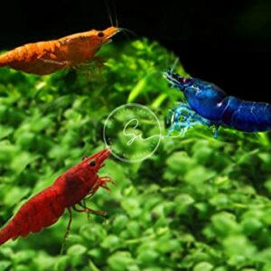 Swimming Creatures Family of 12 Mixed Color Live Freshwater Shrimp for Aquarium or Fish Tank. Live Arrival Guarantee