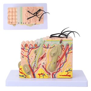 Skin Model, 35X Enlarged Skin Anatomical Model 3D Skin Layers Anatomy Model Human Skin Structure Anatomical Model for Science Classroom Study Display Teaching Medical Model