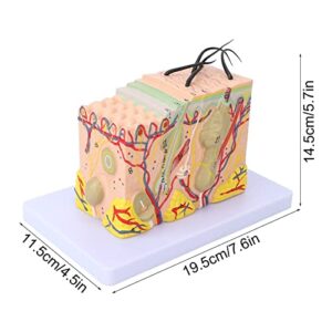 Skin Model, 35X Enlarged Skin Anatomical Model 3D Skin Layers Anatomy Model Human Skin Structure Anatomical Model for Science Classroom Study Display Teaching Medical Model