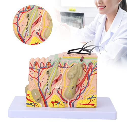 Skin Model, 35X Enlarged Skin Anatomical Model 3D Skin Layers Anatomy Model Human Skin Structure Anatomical Model for Science Classroom Study Display Teaching Medical Model