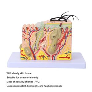 Skin Model, 35X Enlarged Skin Anatomical Model 3D Skin Layers Anatomy Model Human Skin Structure Anatomical Model for Science Classroom Study Display Teaching Medical Model