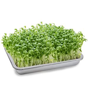 golomoz sprouting tray rectangle stainless steel seed germination tray kit fresh organic bean sprout grower kit with base set for beans broccoli sprout alfalfa seeds wheat grass growing kit-small