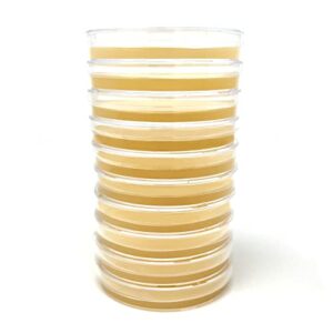 olympus myco sorghum yeast extract agar plates for mushroom cultivation and science experiments (10 sterile pre-poured agar plates)