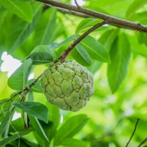 Green Sugar Apple Sweetsop Tree Plant 6 to 8 Inc Tall Plant Live Tropical Fruit Tree