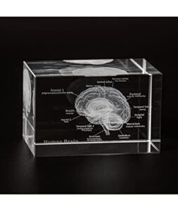 ultrassist 3d human brain crystal model, laser etched anatomical model for home and office decoration, neurology gifts
