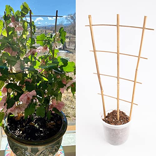 Avalution 10 Pack Bamboo Trellis for Climbing Plants 16" Natural Garden Ladder Trellis, Fan -Shaped Plant Support Trellis for Potted Plant Decor