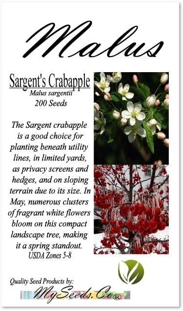 Malus sargentii (Sargent's Crabapple) Tree Seed, Fragrant White Flowers, Small, Dark red, Persistent Fruits, You Choose The Quantity (1 Pack)