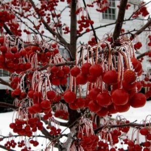 Malus sargentii (Sargent's Crabapple) Tree Seed, Fragrant White Flowers, Small, Dark red, Persistent Fruits, You Choose The Quantity (1 Pack)