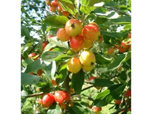 crabapple tree live plant 1.5 to 2.5 ft height, crab apple fruits crabapple plant, white flowers, no ship to ca