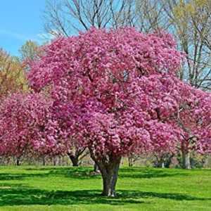 Roselow Crabapple Tree Live Plant 1-2 Ft Height, Crab Apple Fruits Crabapple Plant