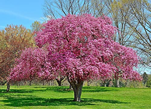 Roselow Crabapple Tree Live Plant 1-2 Ft Height, Crab Apple Fruits Crabapple Plant