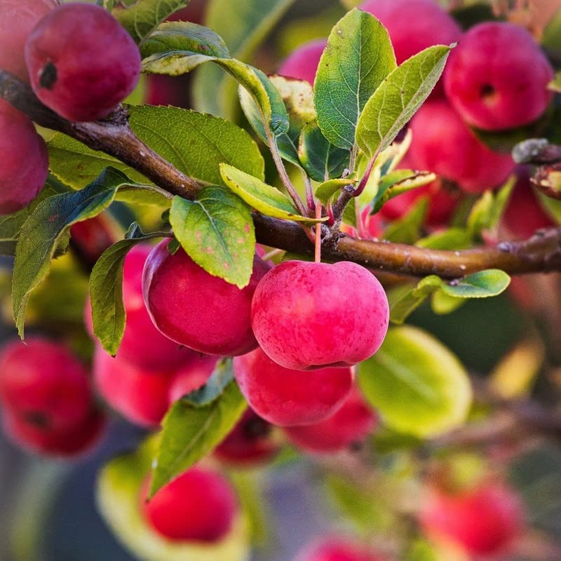 Roselow Crabapple Tree Live Plant 1-2 Ft Height, Crab Apple Fruits Crabapple Plant