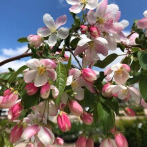 Roselow Crabapple Tree Live Plant 1-2 Ft Height, Crab Apple Fruits Crabapple Plant