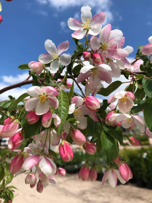 Roselow Crabapple Tree Live Plant 1-2 Ft Height, Crab Apple Fruits Crabapple Plant