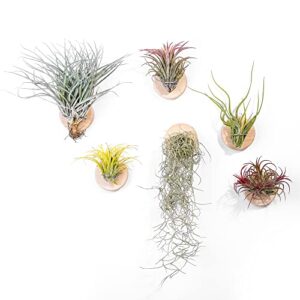 mitime air plants holders-real wood live air plant holders.rustic air plant stand,wall-mounted to save space.(plants not included)(set of 6)