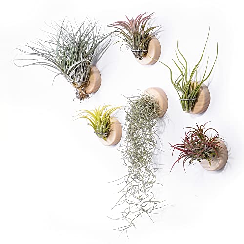 MITIME Air Plants Holders-Real Wood Live Air Plant Holders.Rustic Air Plant Stand,Wall-mounted to save space.(Plants not included)(Set of 6)