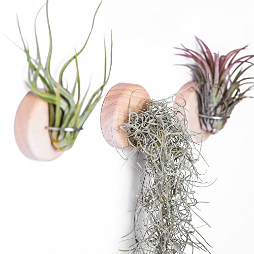 MITIME Air Plants Holders-Real Wood Live Air Plant Holders.Rustic Air Plant Stand,Wall-mounted to save space.(Plants not included)(Set of 6)